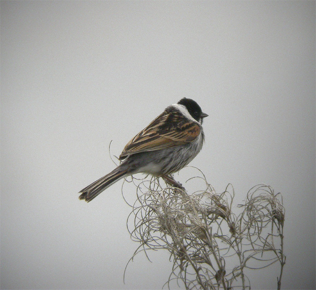 Reed Bunting