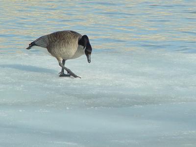 Canada Goose 01