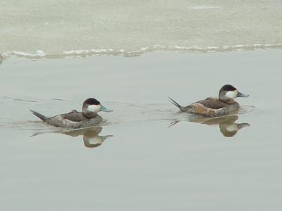 u27/grizzlyike/medium/16554411.RuddyDuckm02.jpg