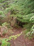 Trail down Middle Tiger