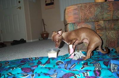 Gypsy 21wks 1day
