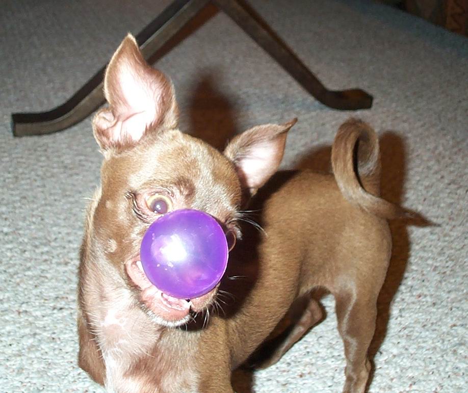 Gypsy 19wks