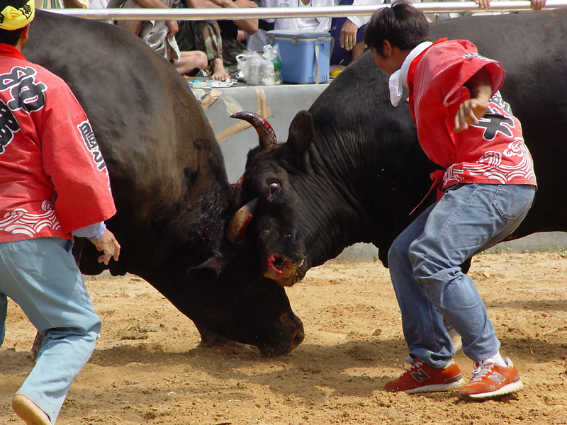 Bull that attacked me is on the right (2,200 lbs.)