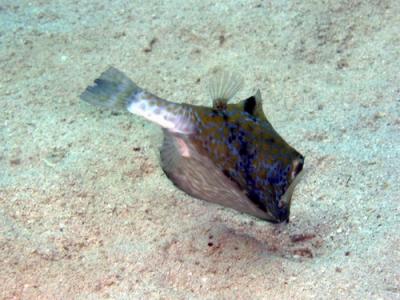  Boxfish