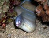 Moray eel