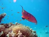Grouper