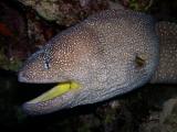 Yellow mouthed Moray