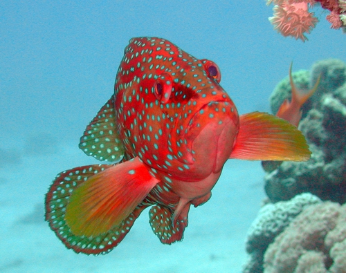 Grouper