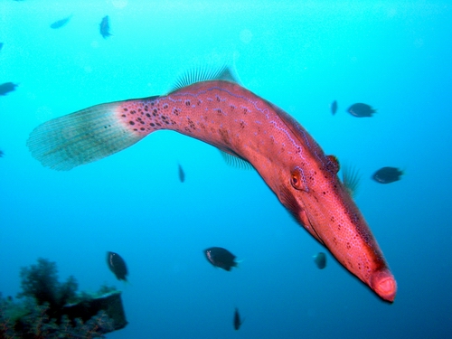 File fish