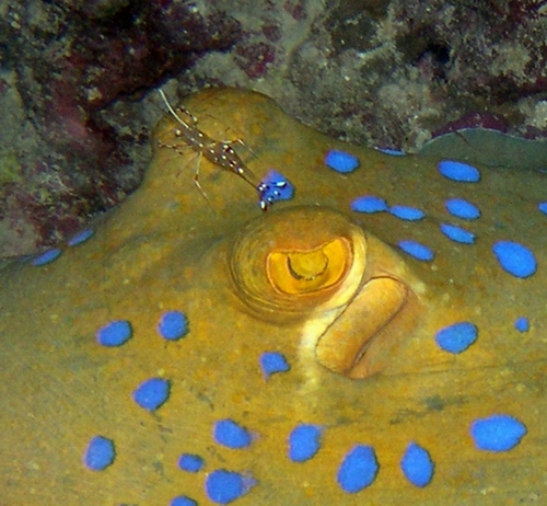 Sting ray shrimp