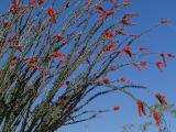 Flora along the way in the desert