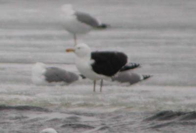 Larus-marinus.jpg