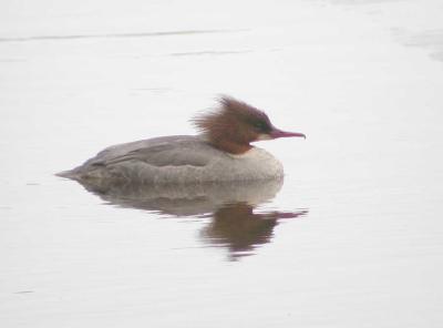 Mergus-merganser-f.jpg