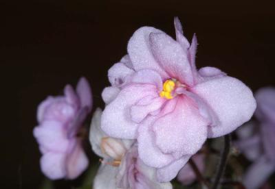 Violetta-africana1.jpg