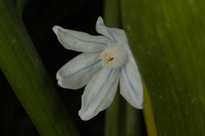 Scilla-sibirica-white.jpg