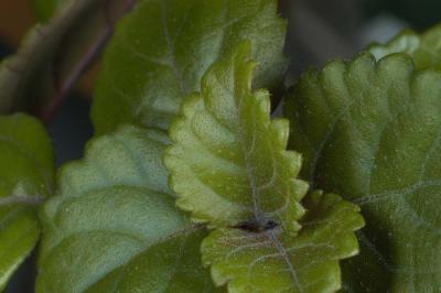 Plectranthus-parviflorus.jpg