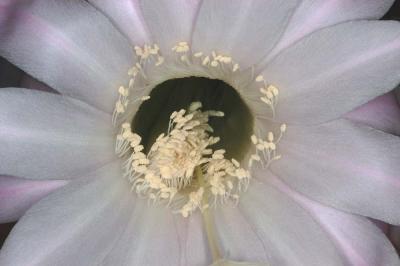 Echinopsis-4.jpg