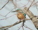 Alcedo-atthis.jpg