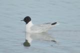 Larus-minutus.jpg