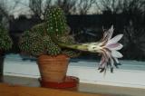 Echinopsis-1.jpg