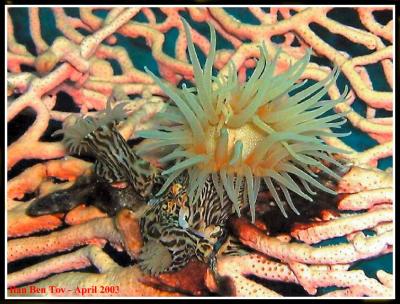 Anemone on a Fan Coral