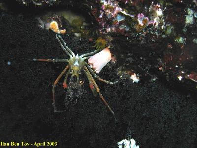 Spider Crab