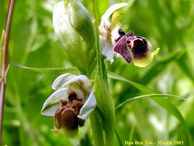 Ophrys Flavomarginata