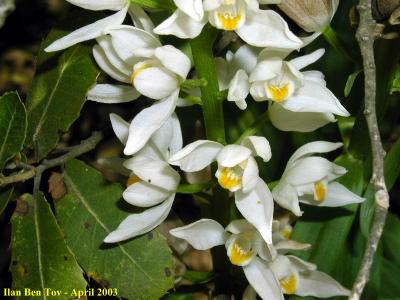 Cephalanthera Longifolia