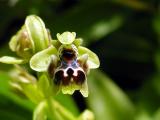 Ophrys Flavomarginata & Dinsmorei hybrid