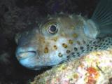 Porcupinefish