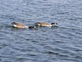 geese4.jpg