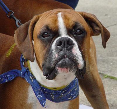 Boxer Face at ISO400