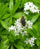 Bug on Sweet Woodruff