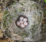 Carolina Chickadee Nest