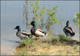 Three Mallards in Fletcher Park