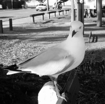 SeagullonBench2BW.jpg