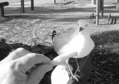 Seagullwithchip.jpg
