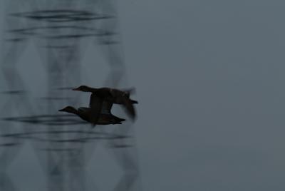 DSCF2454.jpg