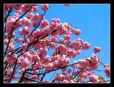 spring blossoms.jpg