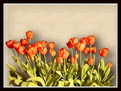 Red Tulips VIII