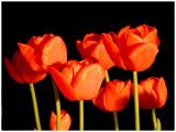 Red Tulips II