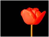 Red Tulips III