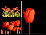Triptych Tulipiana