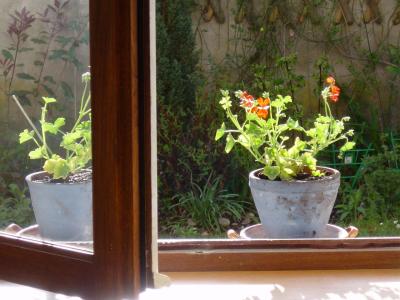u27/jamescockburn/medium/15882972.blueflowerpots.jpg