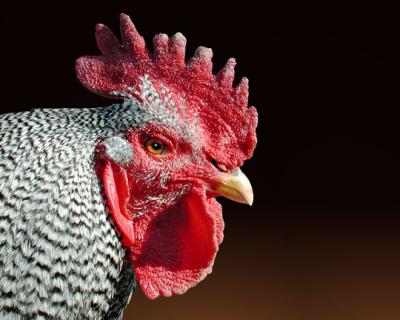 Red combed Rooster.jpg