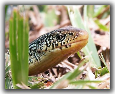 Legless Lizard