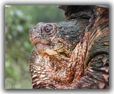 Snapper