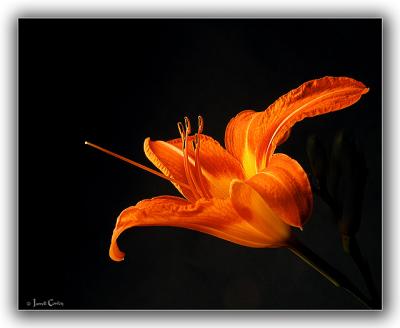 Day Lily