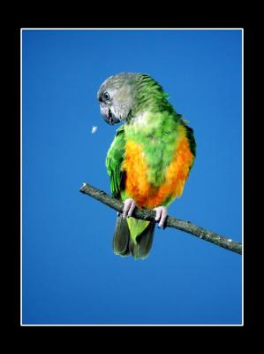 Abby the Senegal Parrot