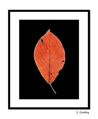 Whole leaf.jpg